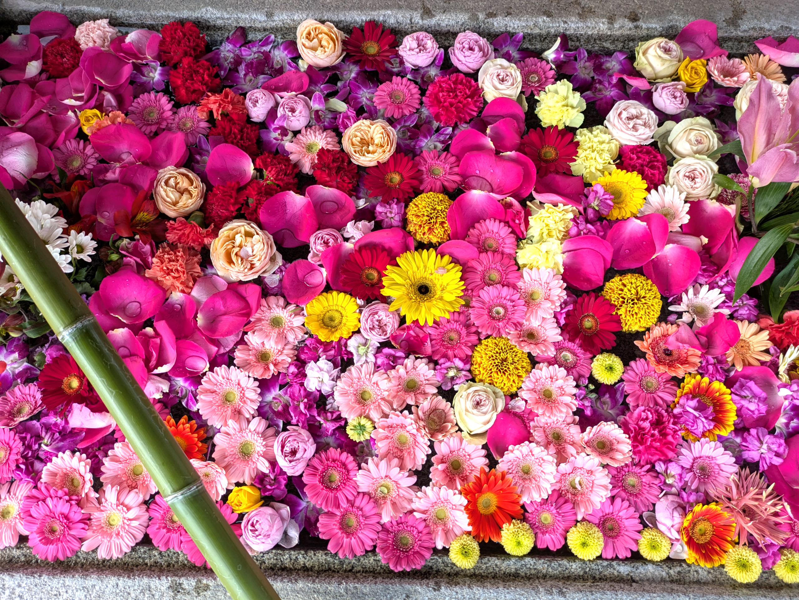 お花々＊様 正月仕様の花手水 – [松山市] 三津厳島神社【公式】｜御朱印・各種御祈祷