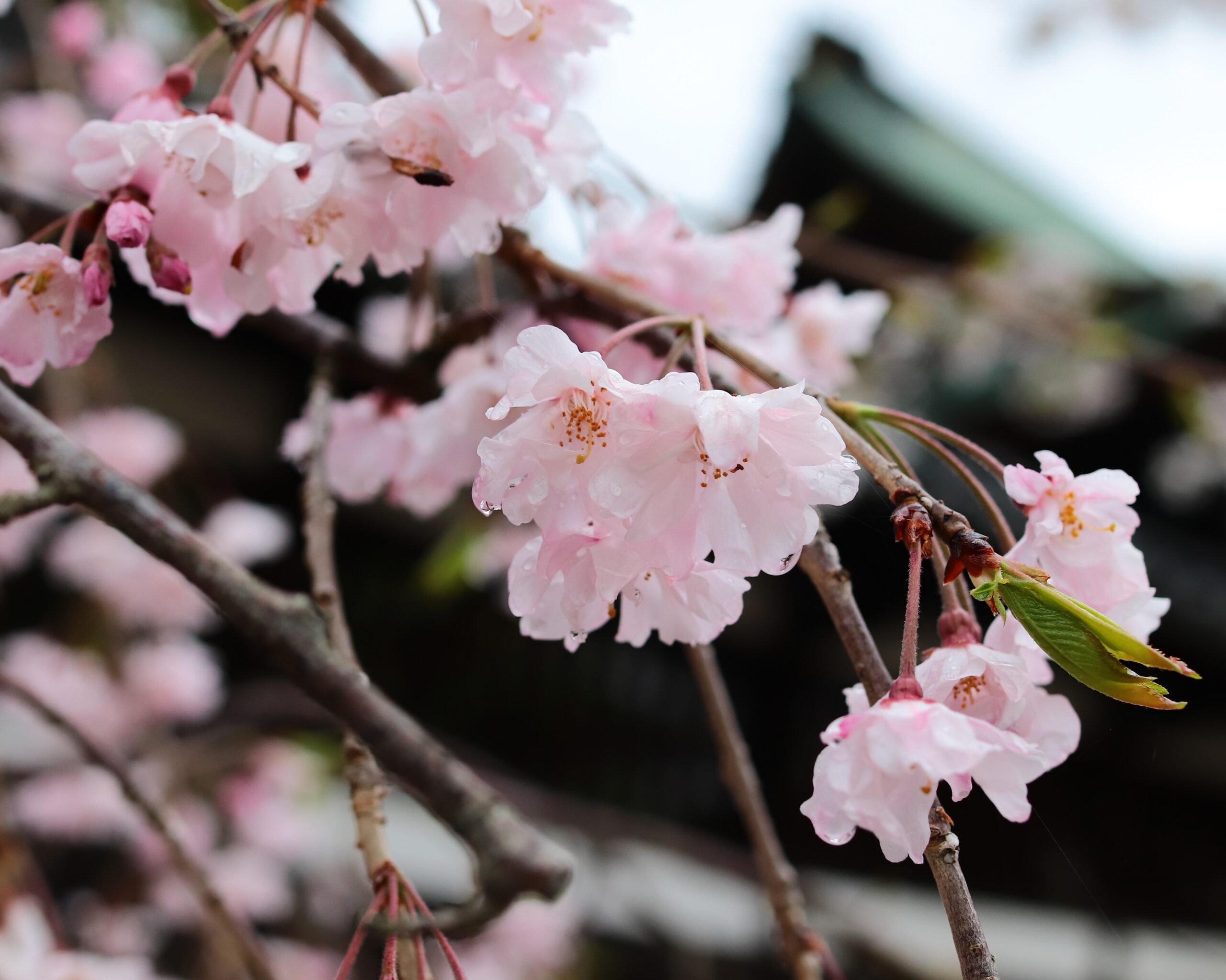 雨だからこそ、出会える桜。 – [松山市] 三津厳島神社【公式】｜御朱印